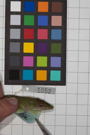 Media type: image;   Herpetology R-190793